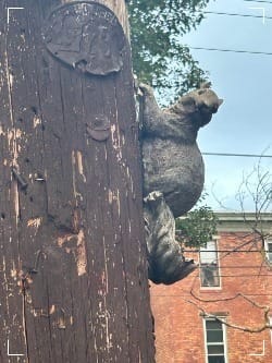 a squirrel sculpture looking vaguely guilty