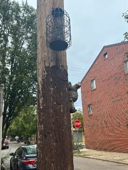 a bird feeder is above the squirrel sculpture