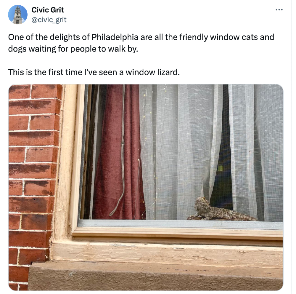 a brown lizard is basking in a window