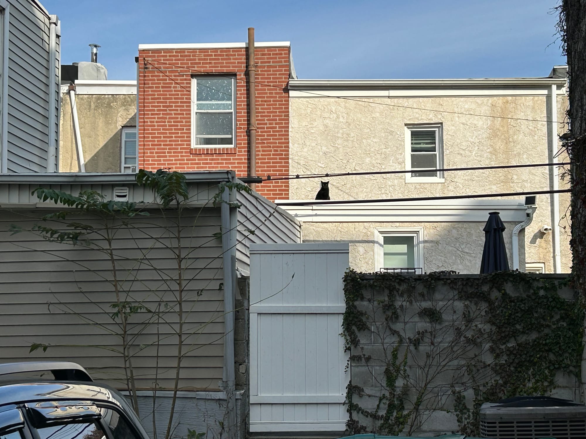 one roof kitty stares out from a South Philly roofscape