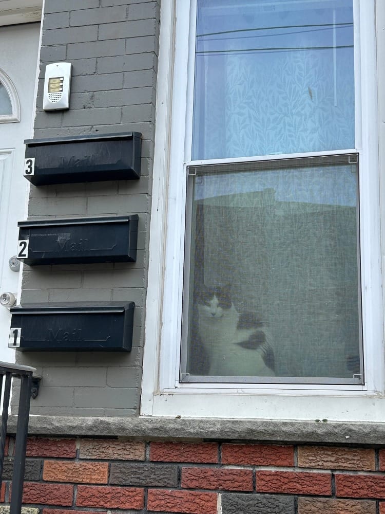 a slightly shy-looking spotted cat looks out from his window perch