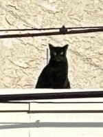 a black roof kitty watches you